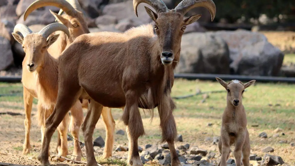 Borrego de berbería 1